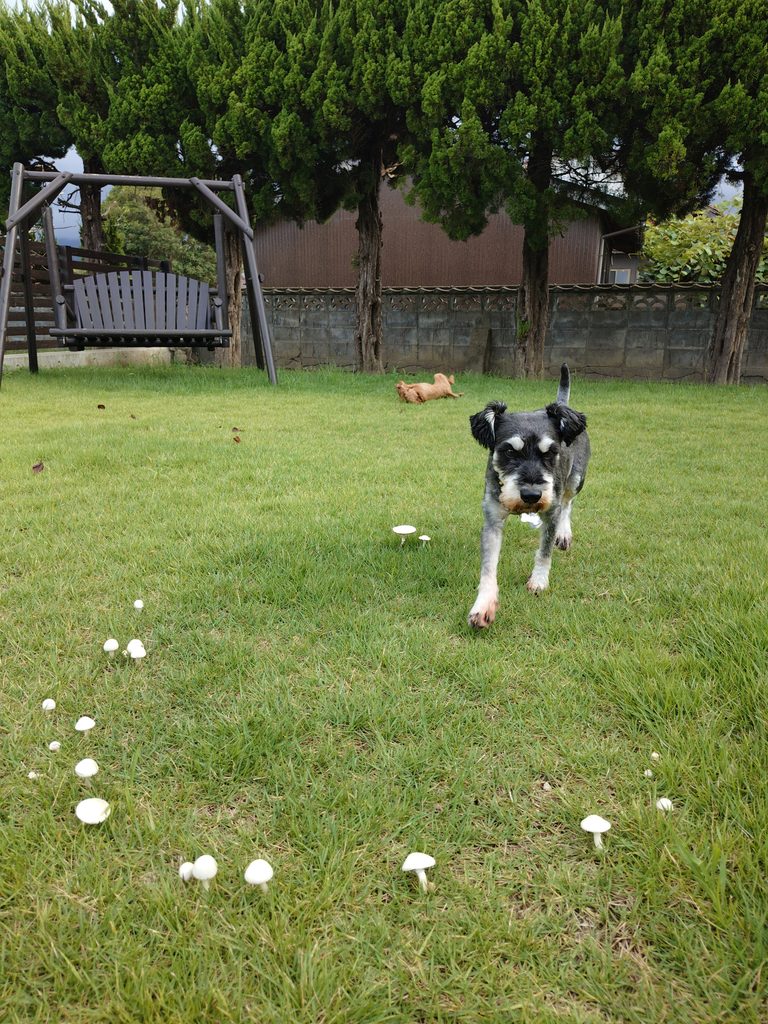 ドッグランのきのこ