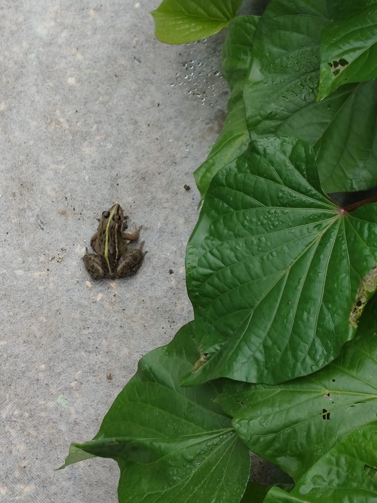 かえる