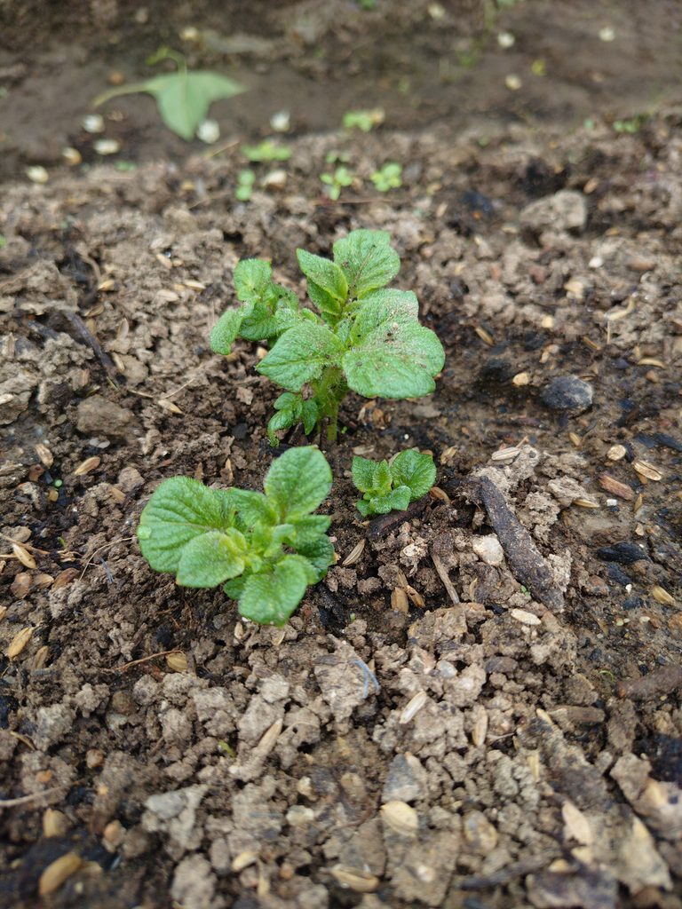 じゃがいもの芽